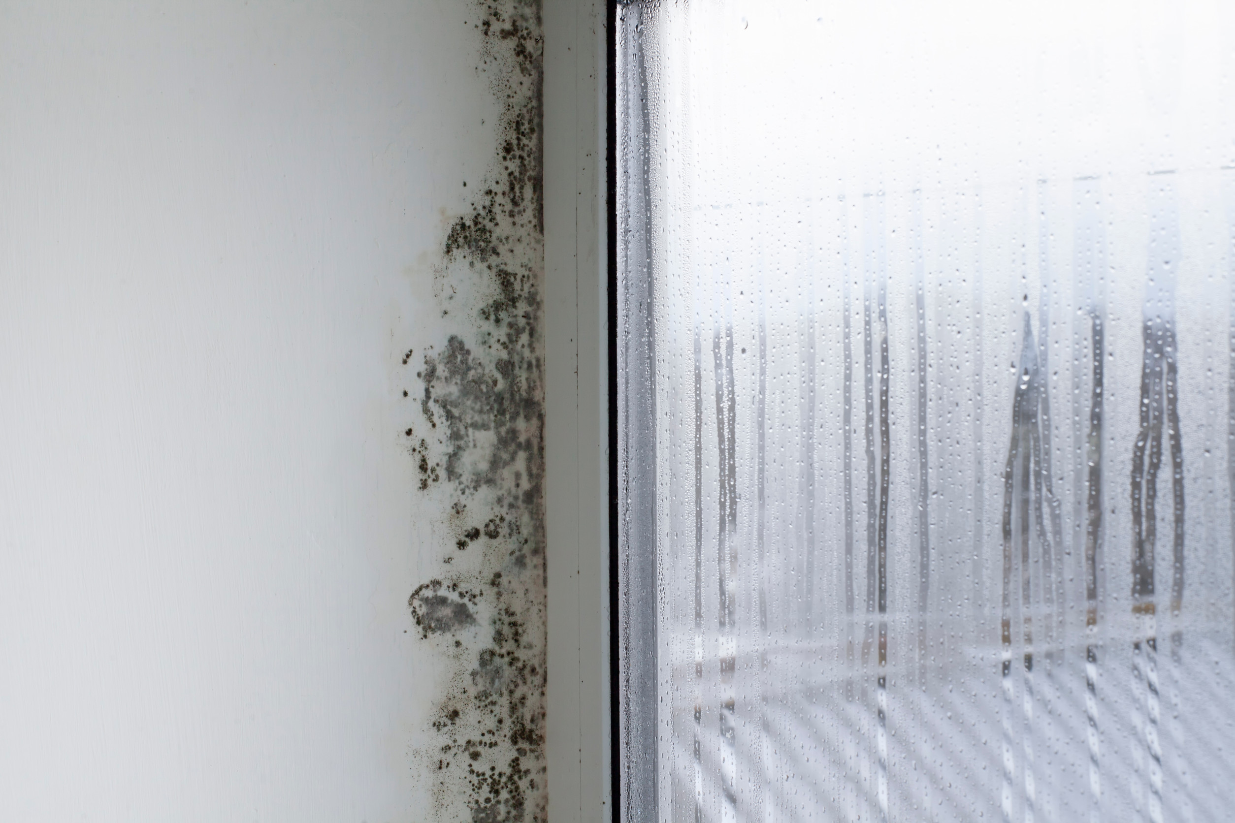 Moldy wall by window